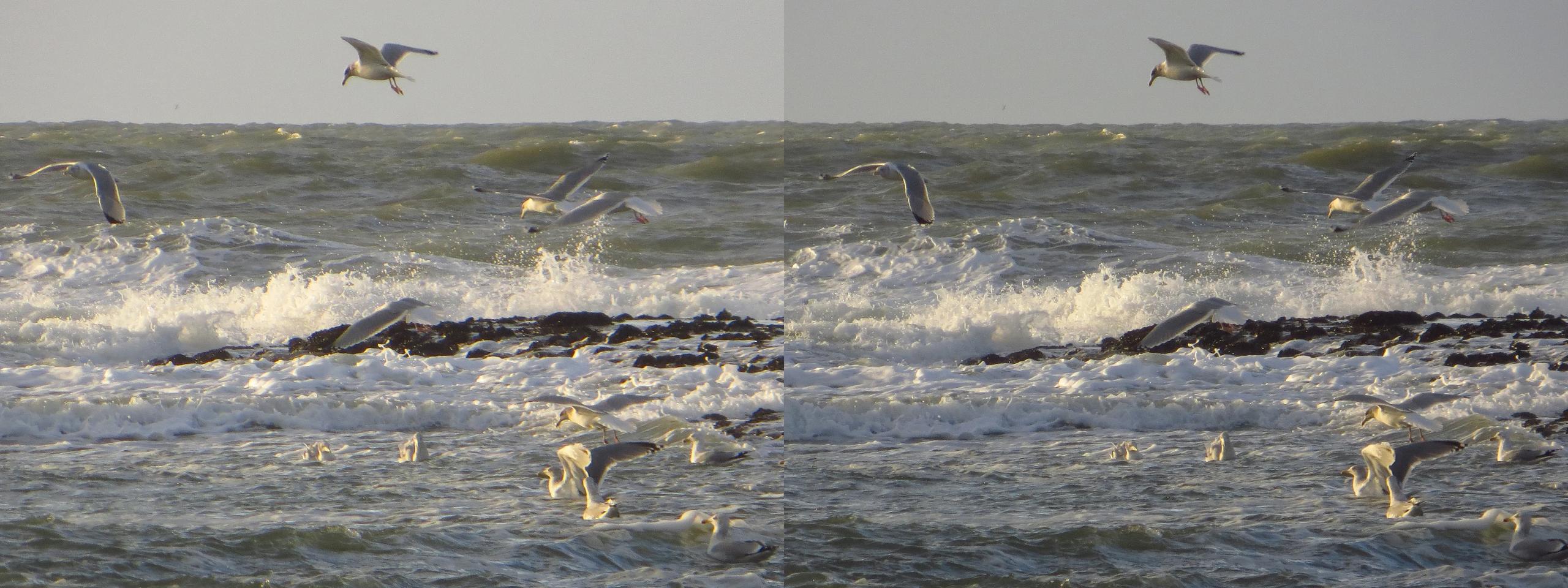 Seagulls balancing in the wind