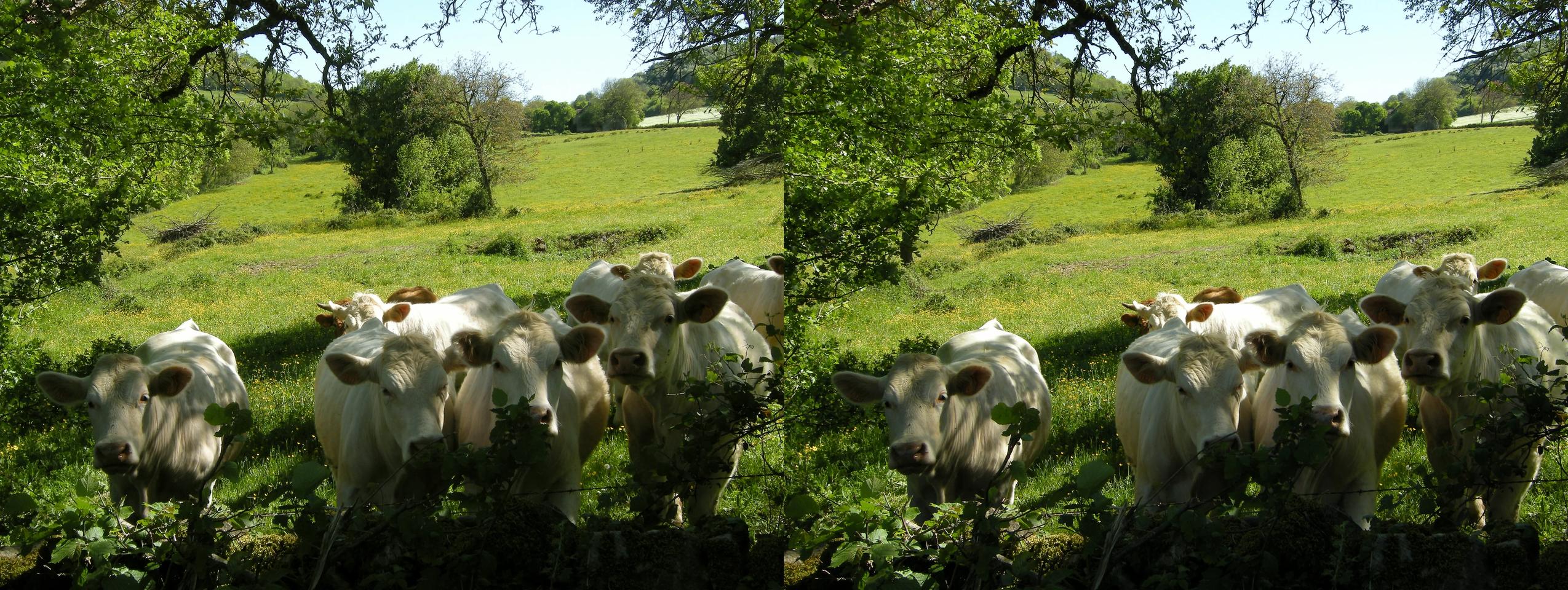 Curious cows (Burgundy, France)