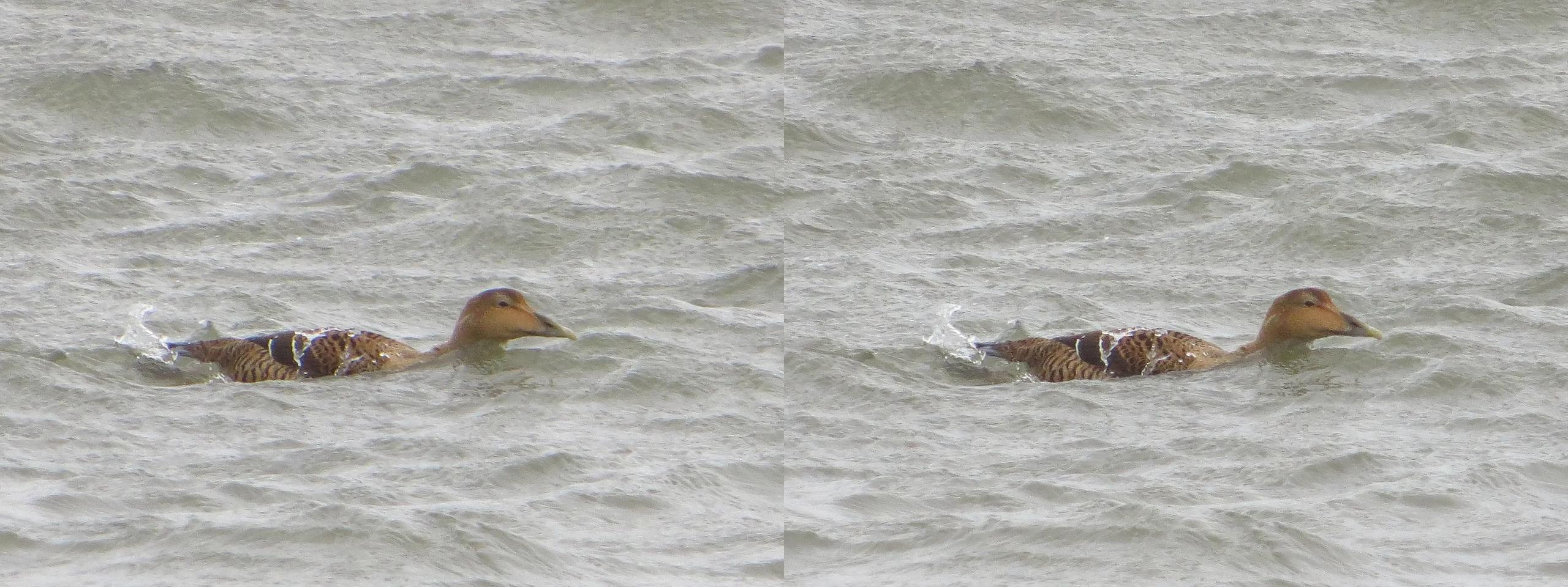 Female eider duck struggling with the waves in a rough sea
