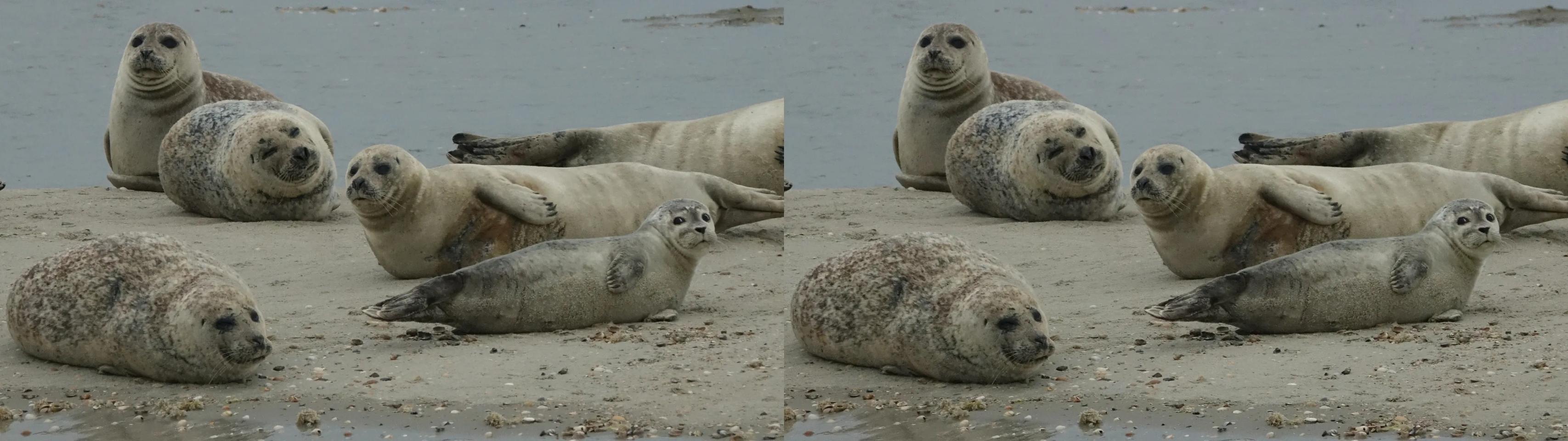 Common seals (Phoca vitulina)