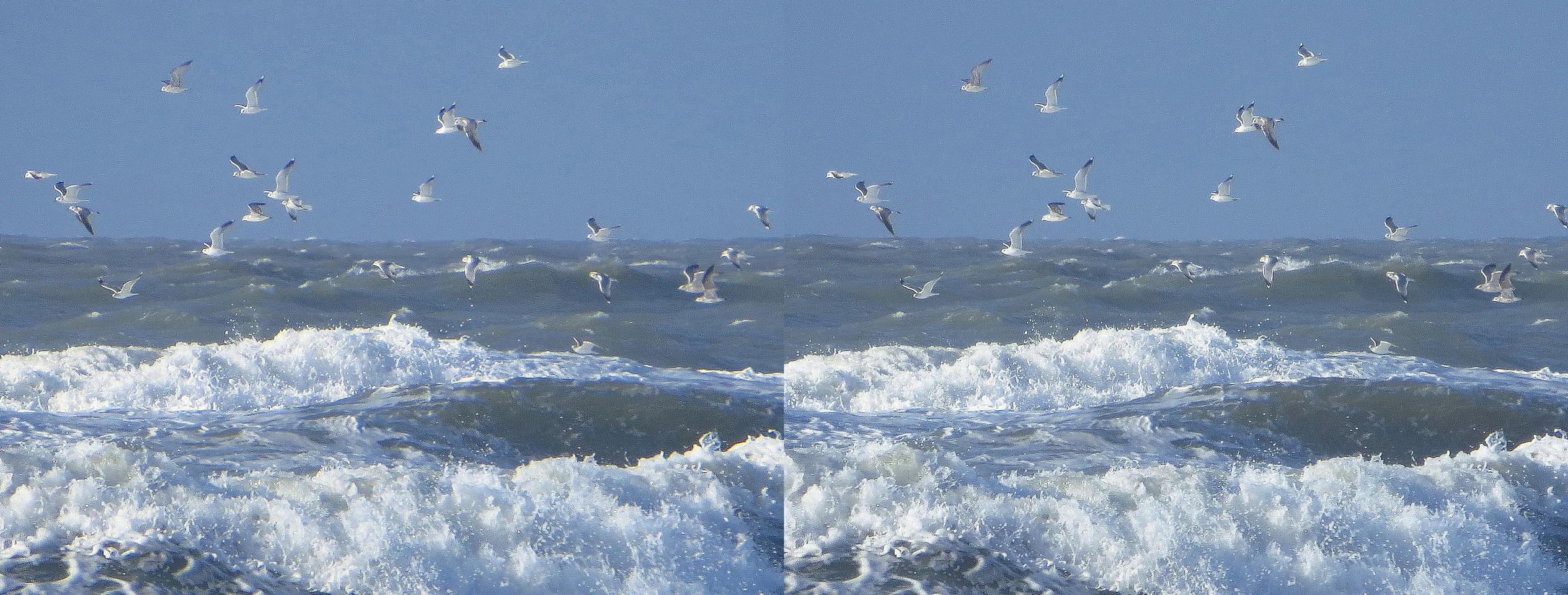 Strong breakers with seagulls