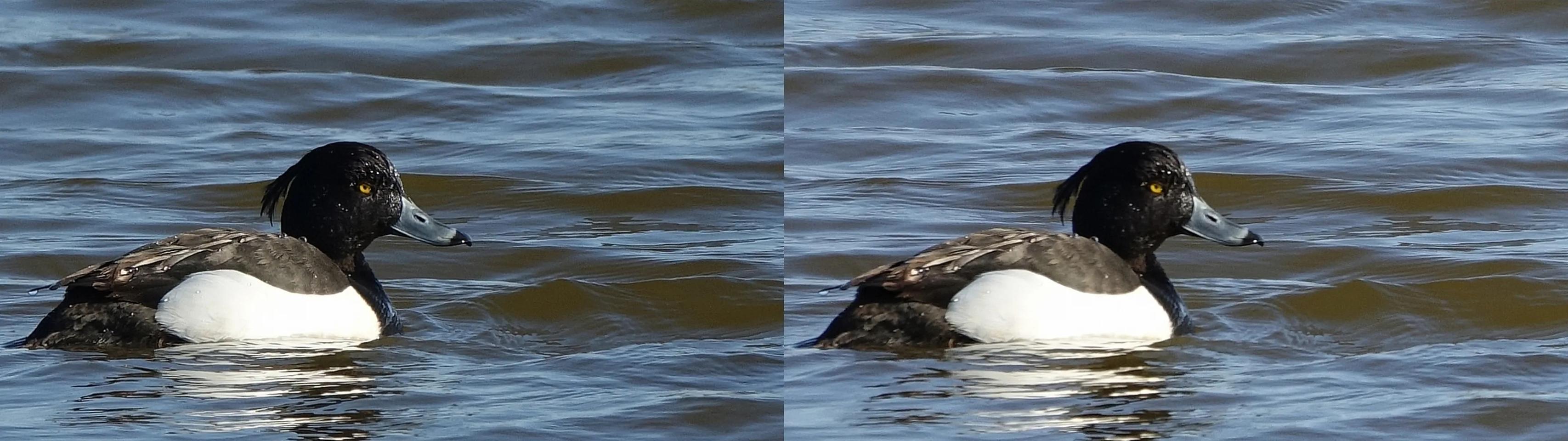 Tufted duck (Aythya fuligula)