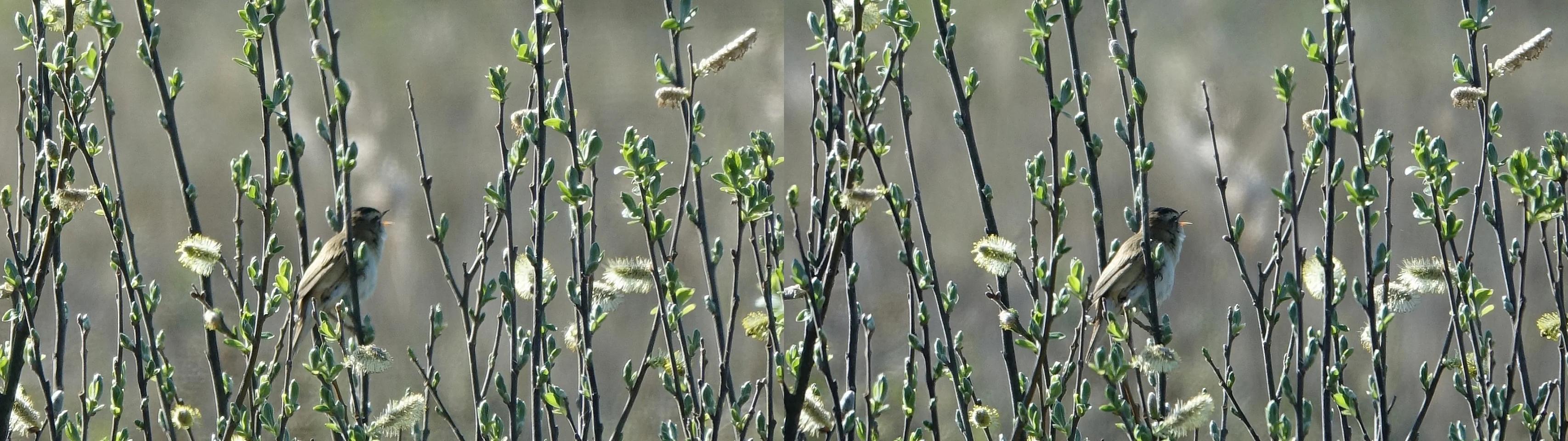 Sedge warbler (Acrocephalus schoenobaenus)