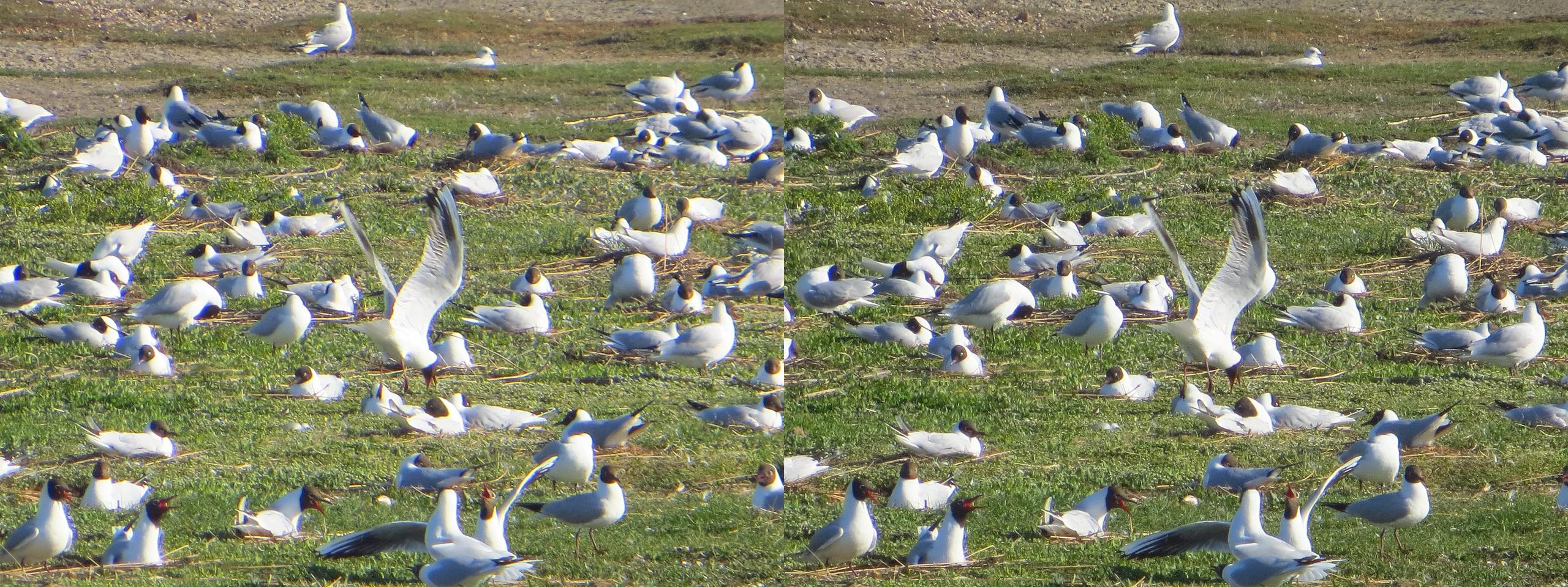 Colony of black-headed gulls