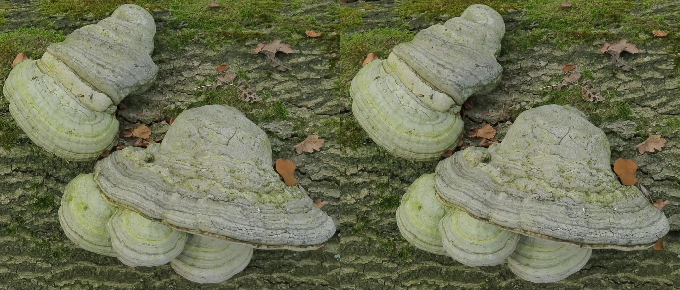 Fungi on a dead oak