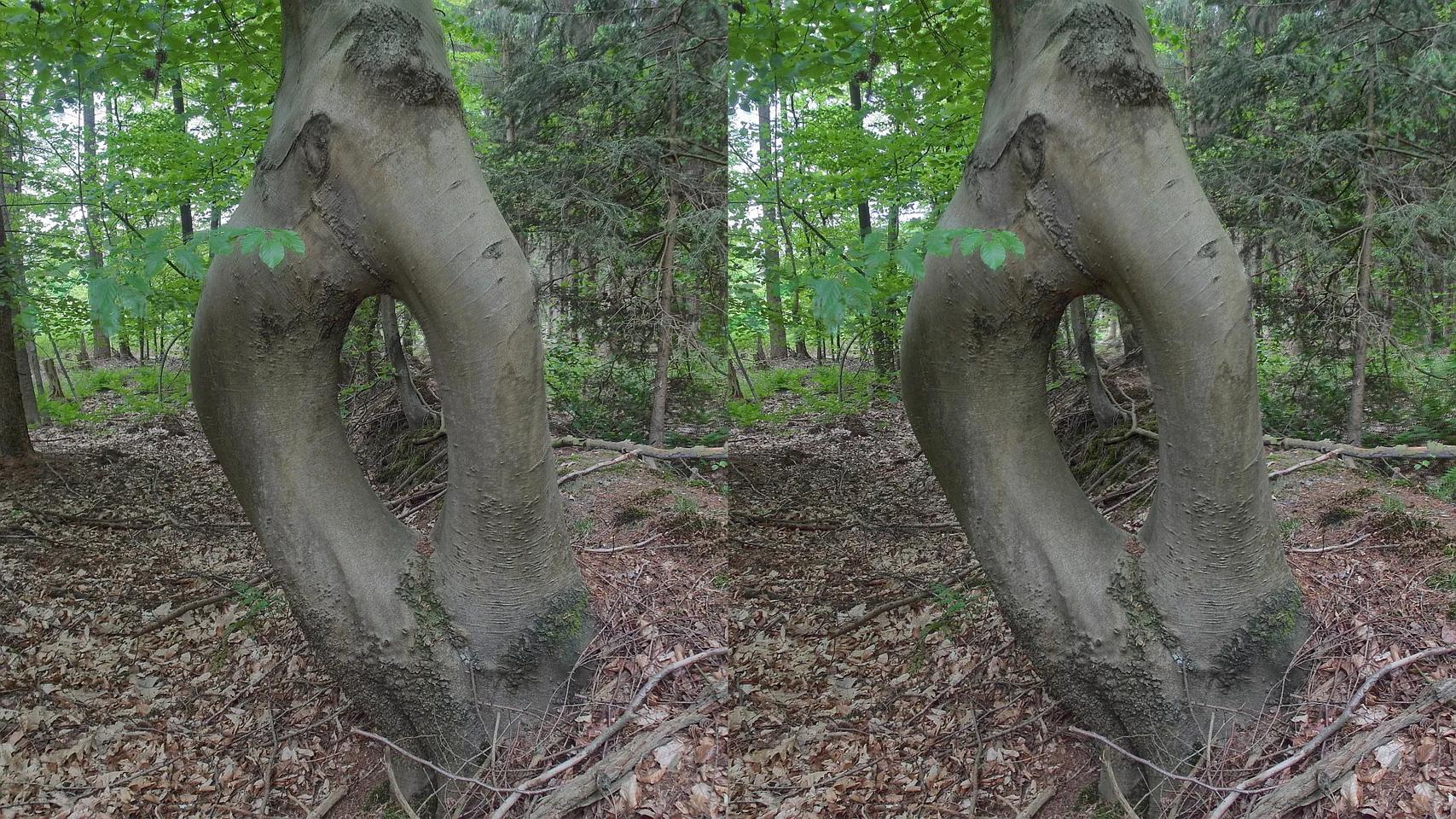 Die Nadelöhr-Buche / The eye of a needle tree