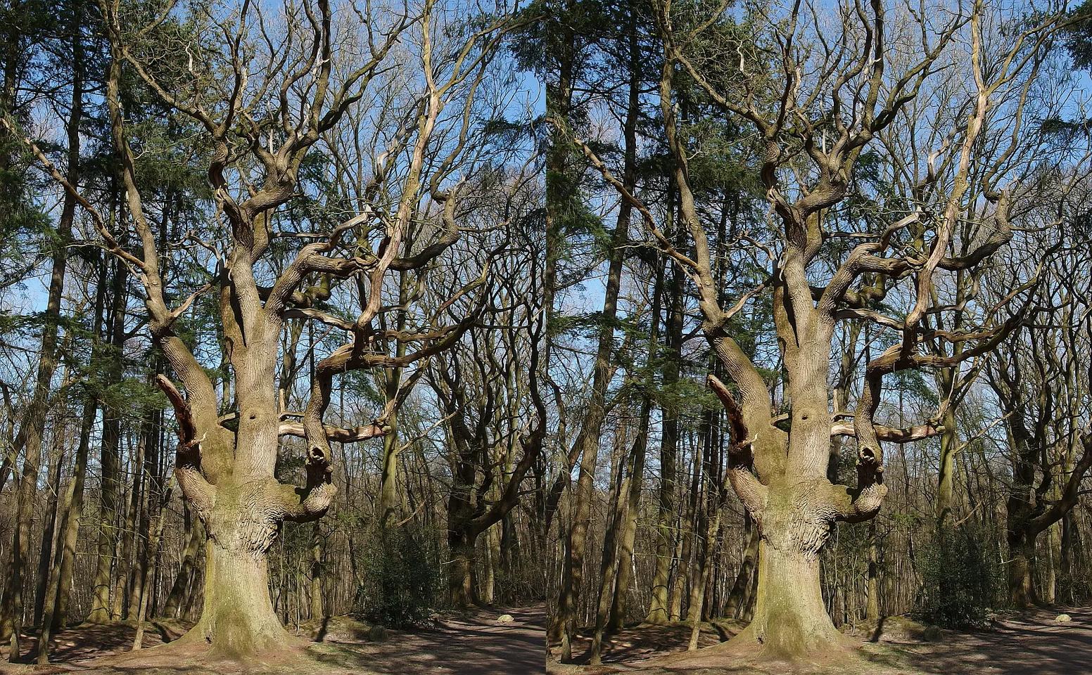 Die alte Eiche / The old oak tree
