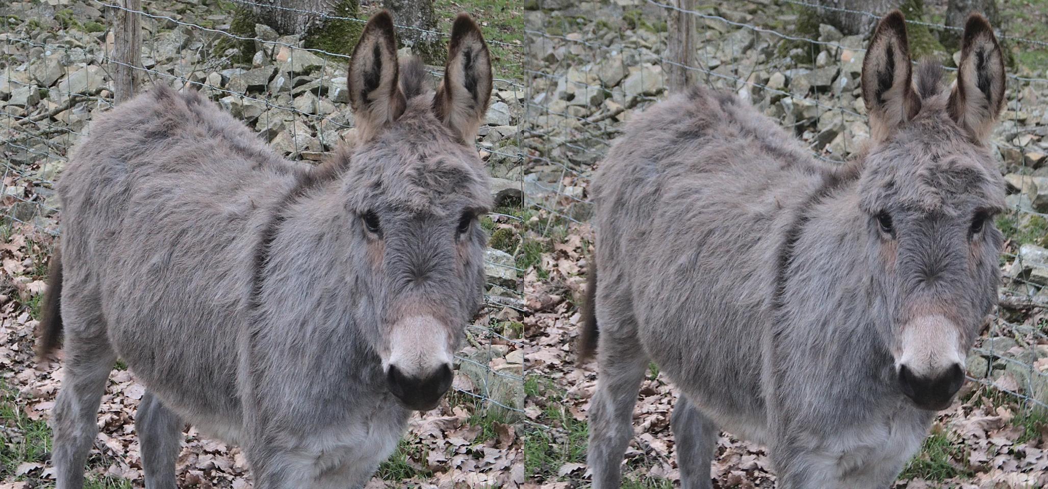 Young Cotentin donkey