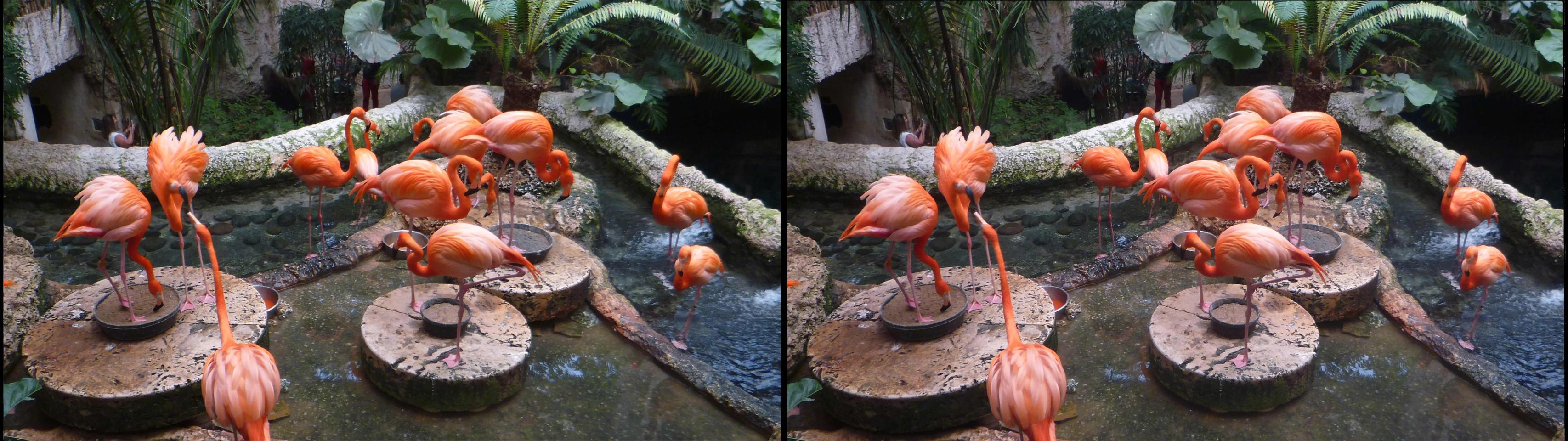 Flamingos, Dallas Zoo