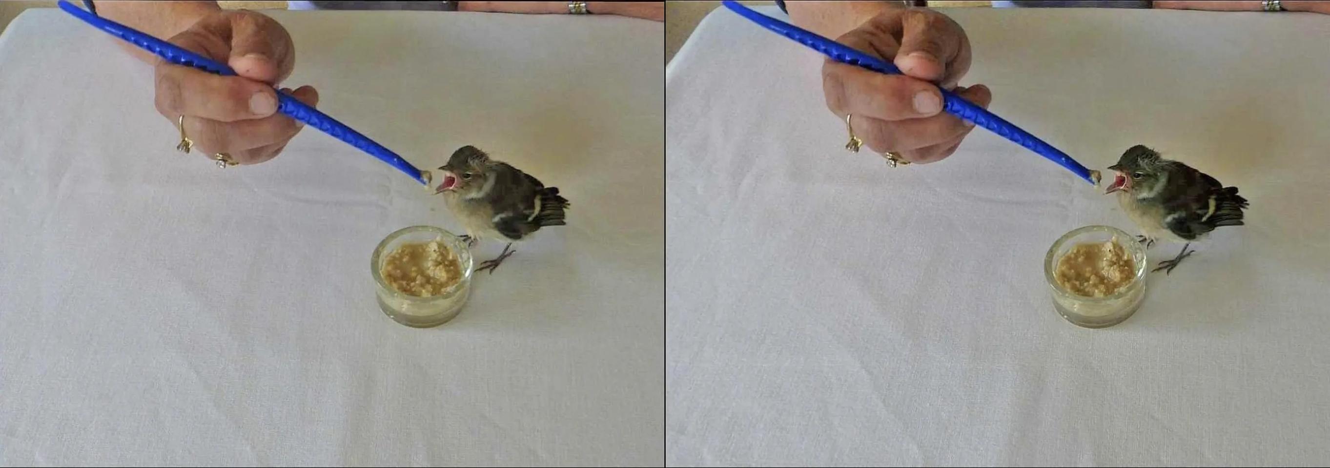 Feeding baby sparrow