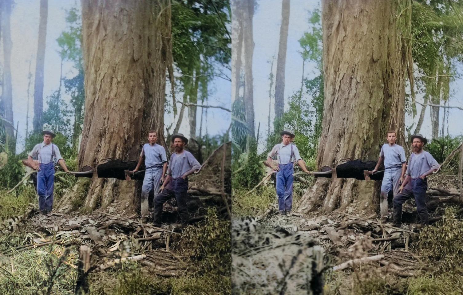 Osborne & Taylor (with unidentified man) felling giant tree (totara or rimu), Shannon, 1902