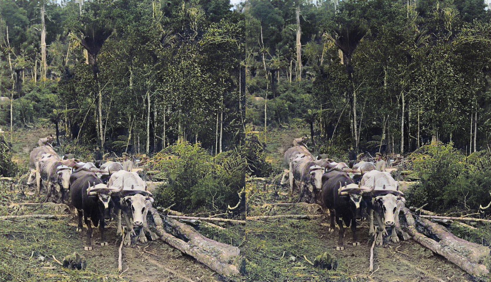 Hauling Kauri Logs, North Auckland, NZ, circa 1900