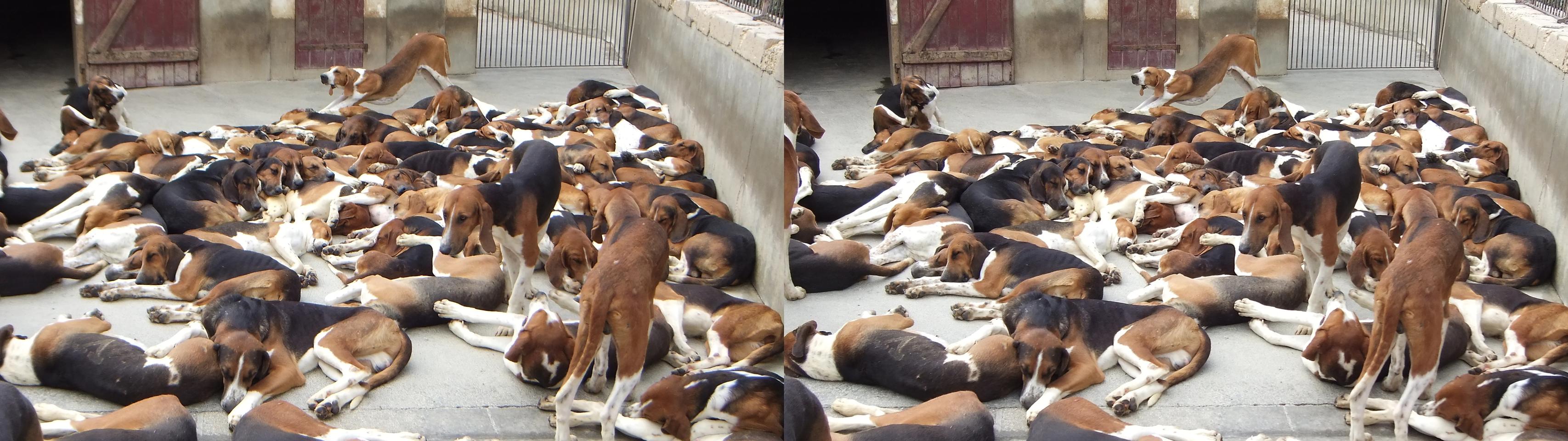 Hunting dogs at Cheverny Chateau