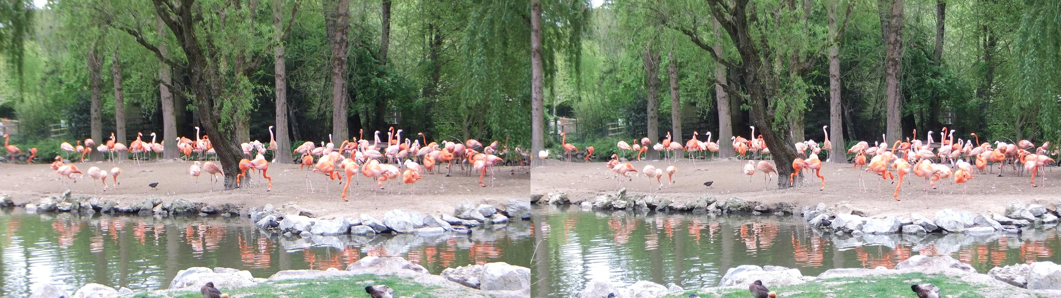 Flamingos at Beauval Zoo