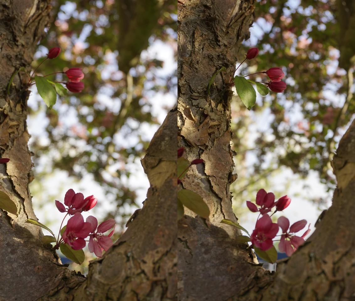 Cherryblossom