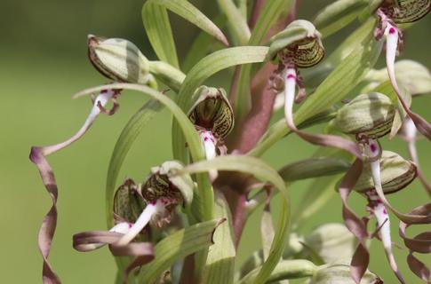 Orchis Bouc - Goat orchid
