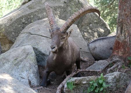 Spanish Ibex in the French Pyrénées