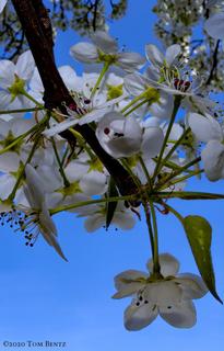 Buds & Blossoms 3