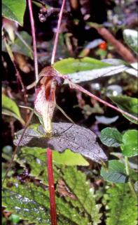 Corybas acuminatus