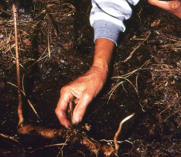 Edible root
