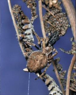 Nurseryweb spider eating fly