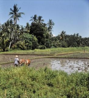 Rice farmer - Bali
