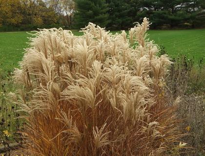 Ornamental grass in autumn