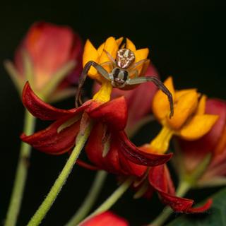 Crab Spider