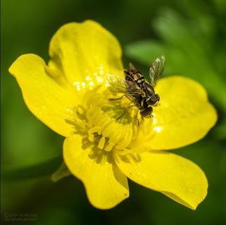 Mating Hoverflies