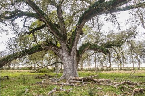 Broken Tree