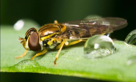 Hover Fly