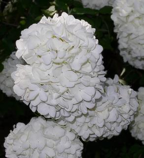 Snowball Bush Flowers - Matured Color