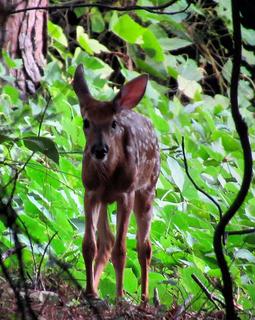Fawn at Dusk in the Woods