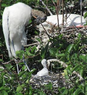 Wood Stork Eggs are Hatching - March 2021