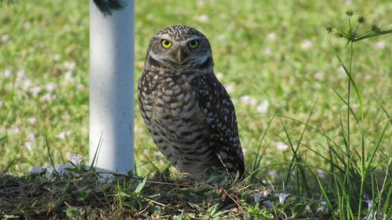 Burrowing Owl II