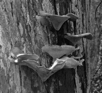 Tree Trunk Mushrooms