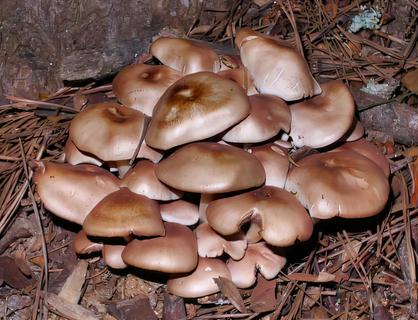 Mushroom Cluster 2