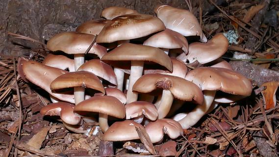 Mushroom Cluster 1