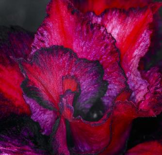 Red and Black Desert Rose #1
