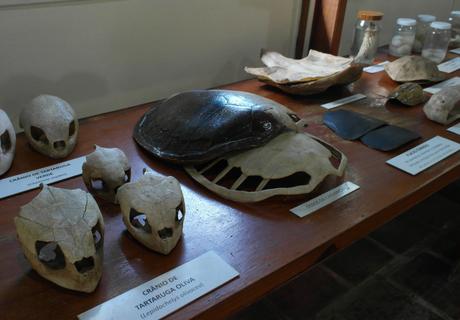 Turtle skulls view 01