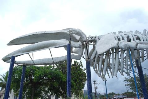 Humpback Whale Skeleton - view 02