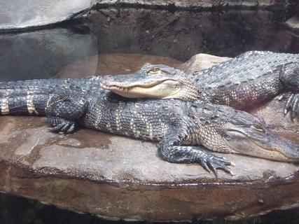 American Alligators at the Georgia Aquarium in Atlanta, Georgia - March 2010