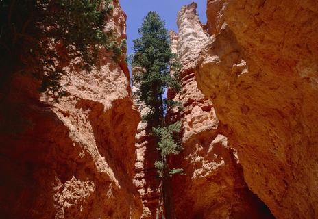 Ponderosa pine tree growing in a narrow canyon at Bryce Canyon National Park