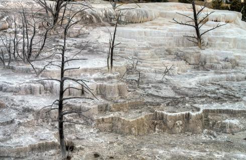 Dead springs, dead trees-   Mammoth Springs, Yellowstone