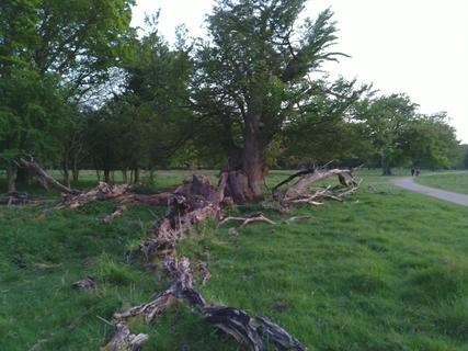 Fallen Tree 2