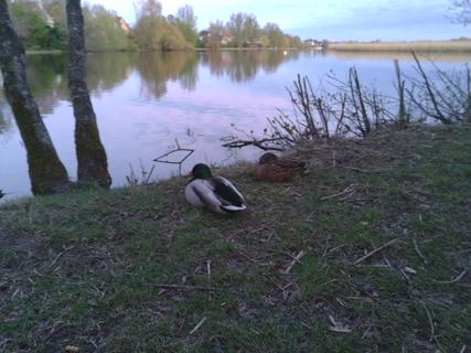 The Ducks