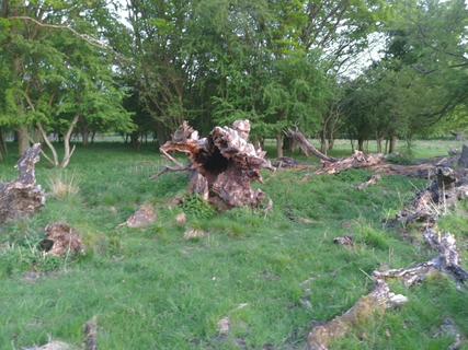 Fallen tree 1