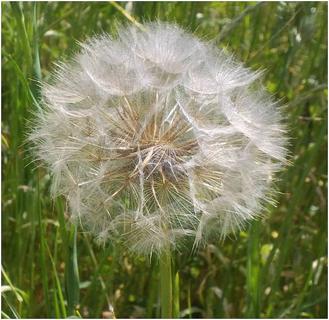 The humble dandelion (or hawkweed ?) - Sony Bloggie