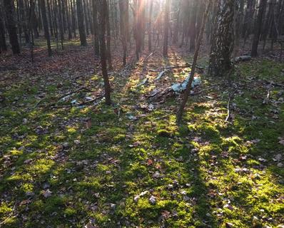 sunbeam through a forest