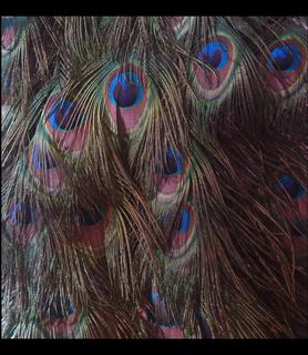 Fasan plumage iridescence